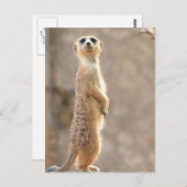 Meerkat sur carte postale Attention