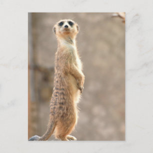 Meerkat sur carte postale Attention