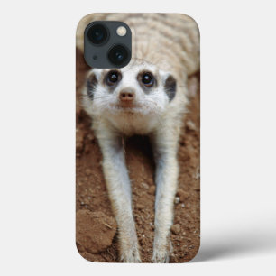 Meerkat (Suricata Suricatta) afkoelen iPhone 13 Hoesje