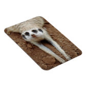 Meerkat (Suricata Suricatta) afkoelen Magneet (Rechterzijde)