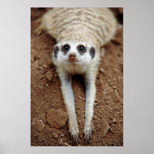 Meerkat (Suricata Suricatta) afkoelen Poster