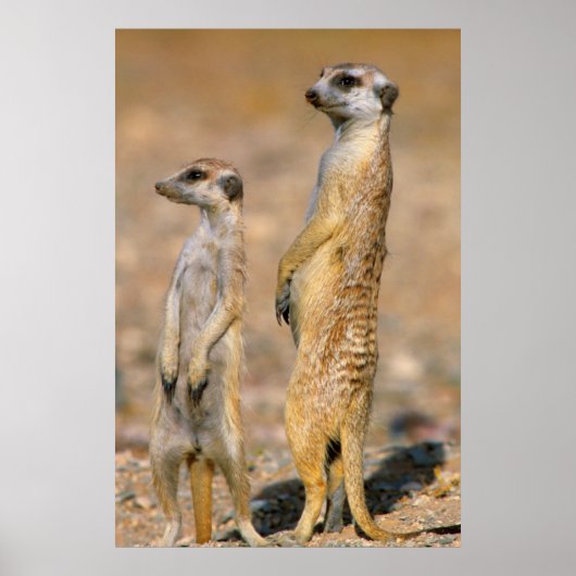 Meerkat (Suricata Suricatta) Sentinels, Karas Poster (Voorkant)