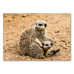 Meerkat-tabelkaart Kaart