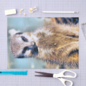 MEERKAT TISSUEPAPIER (Craft)