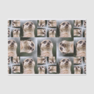 Meerkat Tissuepapier