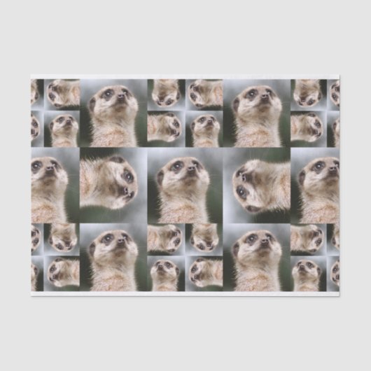 Meerkat Tissuepapier (Voorkant)