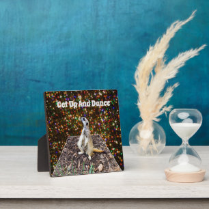 Meerkat Twinkle Stars, Plaque Photo