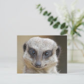 Meerkat Up Close Briefkaart (Staand voorkant)