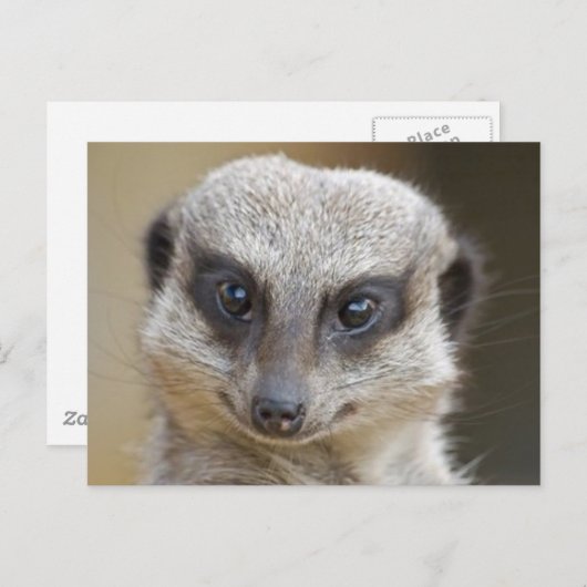 Meerkat Up Close Briefkaart (Voorkant / Achterkant)