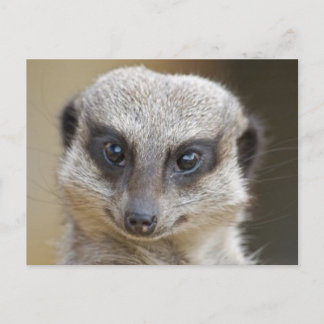 Meerkat Up Close Briefkaart