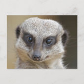 Meerkat Up Close Briefkaart (Voorkant)