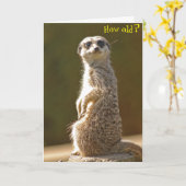 Meerkat Verjaardag Kaart - Hoe oud? (Gele Bloem)