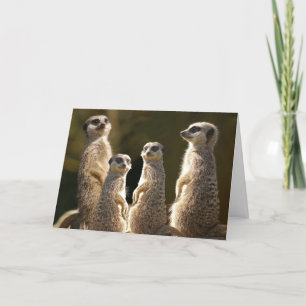 Meerkat Verjaardag wenskaart Kaart