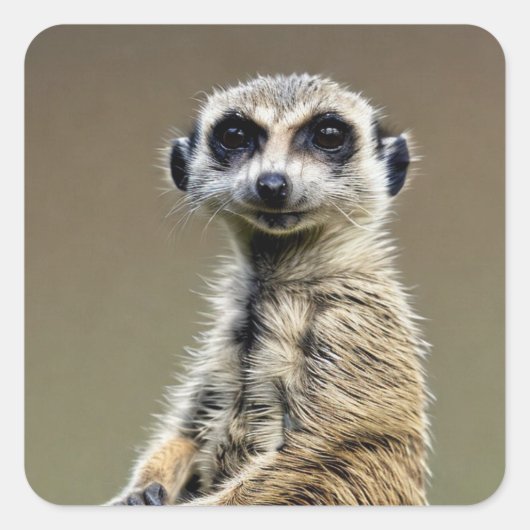 Meerkat Vierkante Sticker (Voorkant)