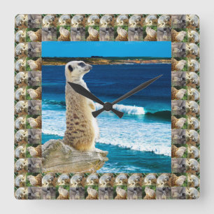 Meerkat-zeegang die op de strand op vis wacht, vierkante klok