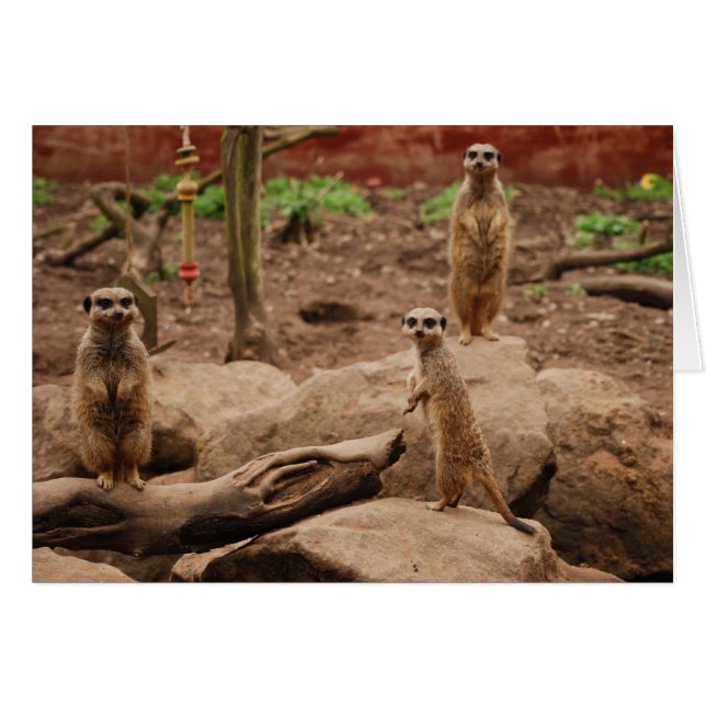 meerkats (Devant horizontal)