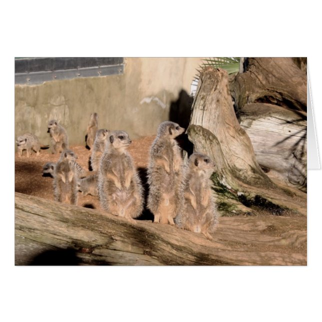 Meerkats (Voorkant Horizontaal)