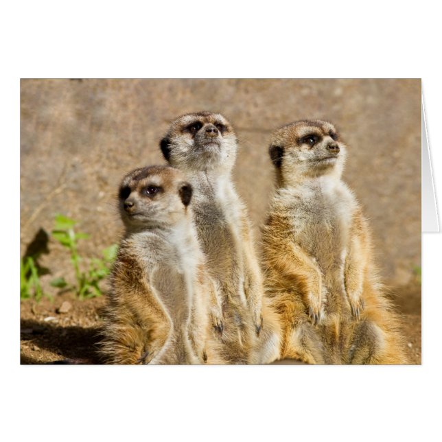Meerkats (Devant horizontal)