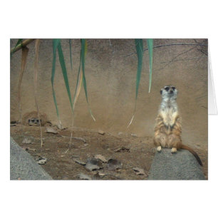 Meerkats