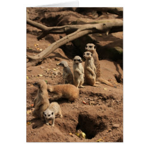 meerkats