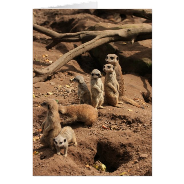 meerkats (Devant)