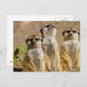 Meerkats Briefkaart (Voorkant / Achterkant)