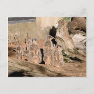 Meerkats Briefkaart