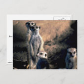 Meerkats Briefkaart (Voorkant / Achterkant)