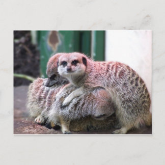 Meerkats Briefkaart