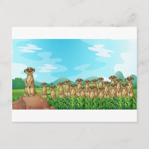 Meerkats Briefkaart