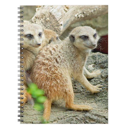 Meerkats - Carnet (Devant)