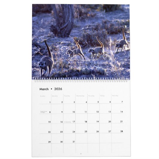 Meerkats de KMP - calendrier 2019 (Mar 2026)