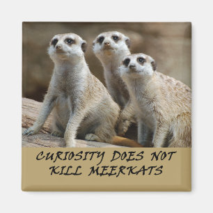 Meerkats fridge magnet magneet