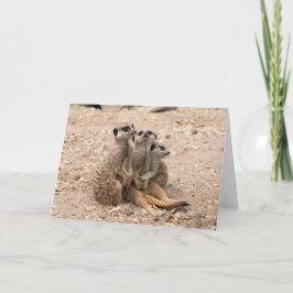 Meerkats in een Wenskaart van de Wirwar Kaart