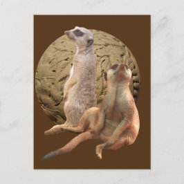 Meerkats Indianapolis Zoo Briefkaart