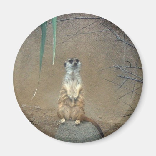 Meerkats Magneet (Voorkant)