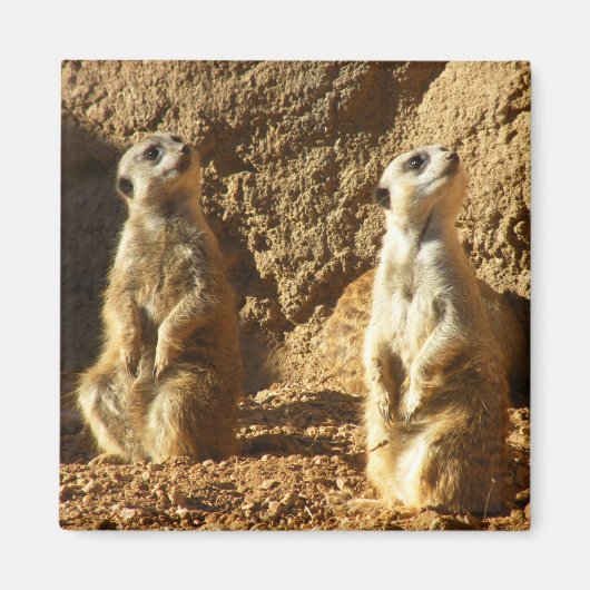 Meerkats Magneet (Voorkant)