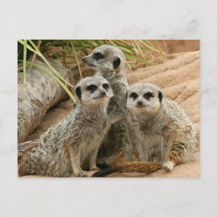 Meerkats op het vooruitzicht briefkaart