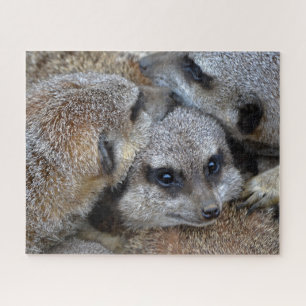 Meerkats Puzzle