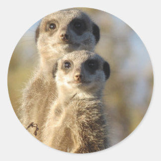 Meerkats Ronde Sticker