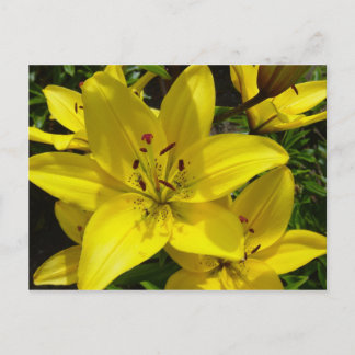 Meerkerk Gardens Briefkaart