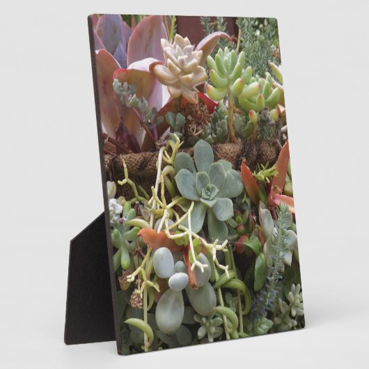 Meerkleurige Cactussen Fotoplaat (Zijkant)