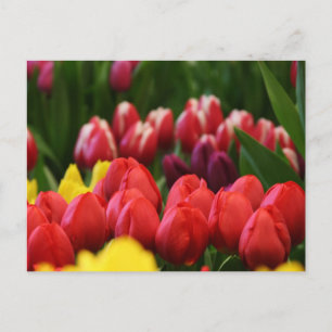 meerkleurige tulpen briefkaart
