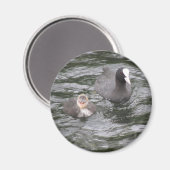 Meerkoet en Kuiken Magneet (Voorkant / Achterkant)