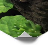 Meerschweinchen Poster (Hoek)