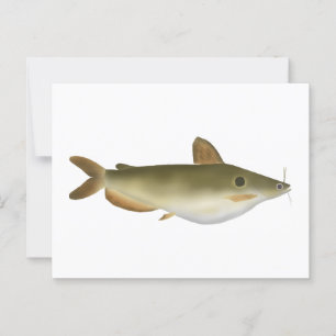 meerval van Günther Briefkaart