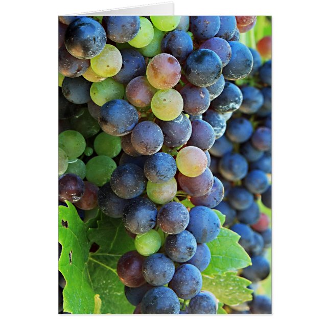 Meervoudige druiven (Voorkant)