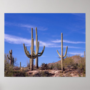 Meervoudige gewapende reuzencactus van Saguaro, Sa Poster