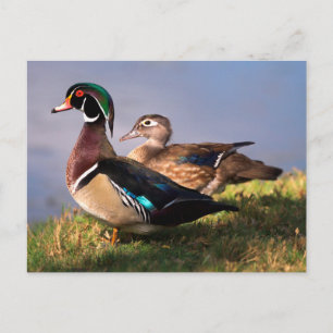 Meerzijde, Houten Eend Briefkaart