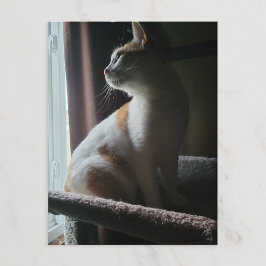 Meest dramatische kat op kattenboom ooit briefkaart